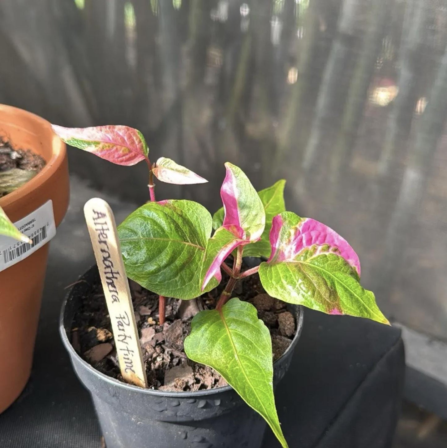 Alternanthera Party Time Joseph's Coat of Many Colors Live Plant - Alternanthera Pack of 2 - Rare Pink-and-Green Variegated Foliage