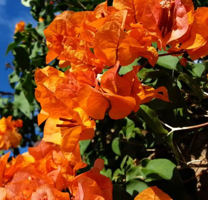 Orange Bougainvillea Flower Plants - Pack of 2 Live Sundown Bougainvilleas - 4-6 Inches Tall - Rare Multi-Colored Blooms - Vibrant Blooms