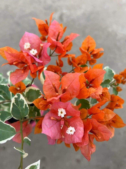 Orange Bougainvillea Flower Plants - Pack of 2 Live Sundown Bougainvilleas - 4-6 Inches Tall - Rare Multi-Colored Blooms - Vibrant Blooms