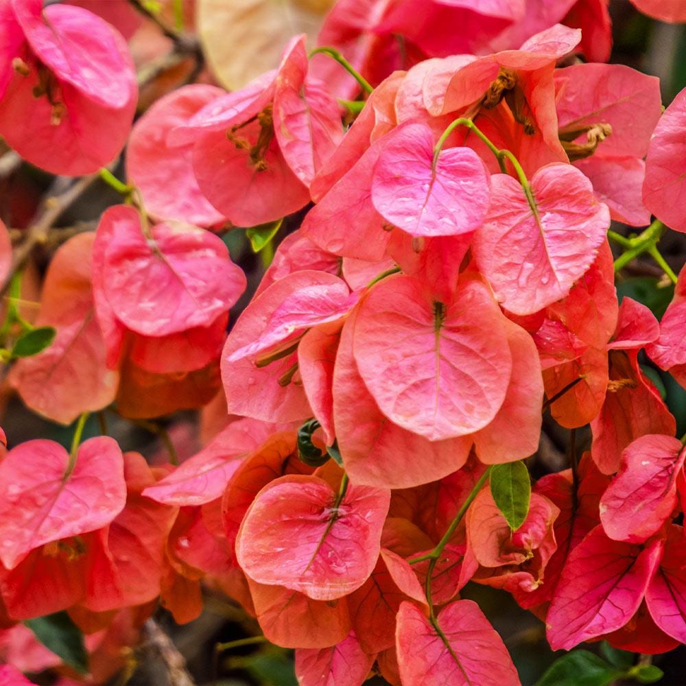 Orange Bougainvillea Flower Plants - Pack of 2 Live Sundown Bougainvilleas - 4-6 Inches Tall - Rare Multi-Colored Blooms - Vibrant Blooms