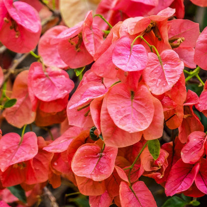 Orange Bougainvillea Flower Plants - Pack of 2 Live Sundown Bougainvilleas - 4-6 Inches Tall - Rare Multi-Colored Blooms - Vibrant Blooms