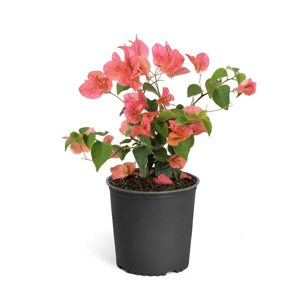Orange Bougainvillea Flower Plants - Pack of 2 Live Sundown Bougainvilleas - 4-6 Inches Tall - Rare Multi-Colored Blooms - Vibrant Blooms