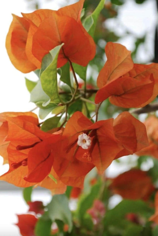 Orange Bougainvillea Flower Plants - Pack of 2 Live Sundown Bougainvilleas - 4-6 Inches Tall - Rare Multi-Colored Blooms - Vibrant Blooms