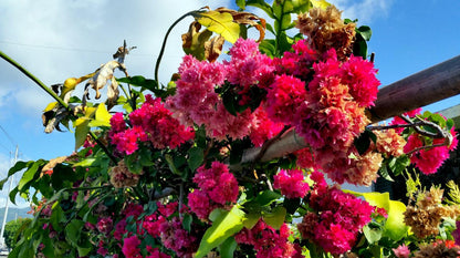 Red Bougainvillea – Pack of 2 'Double Red' Bougi Live Starter Plants (4-6 Inches Tall) – Rare Double-Bloom Variety