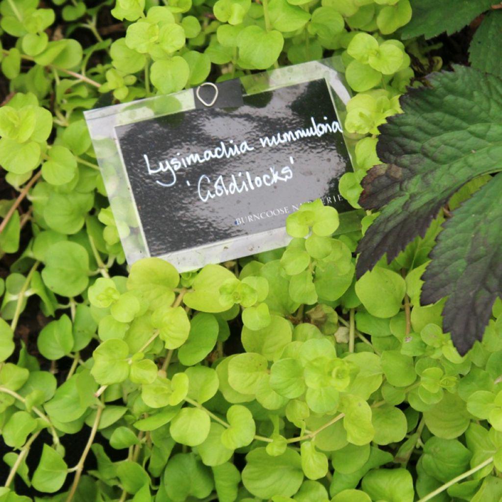 Lysimachia Goldilocks – Creeping Jenny Golden Foliage - Pack of 2 Live Starter Plants (4-6 Inches Tall) – Fast-Spreading Groundcove