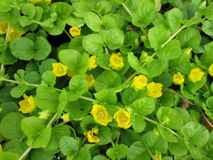 Lysimachia Goldilocks – Creeping Jenny Golden Foliage - Pack of 2 Live Starter Plants (4-6 Inches Tall) – Fast-Spreading Groundcove