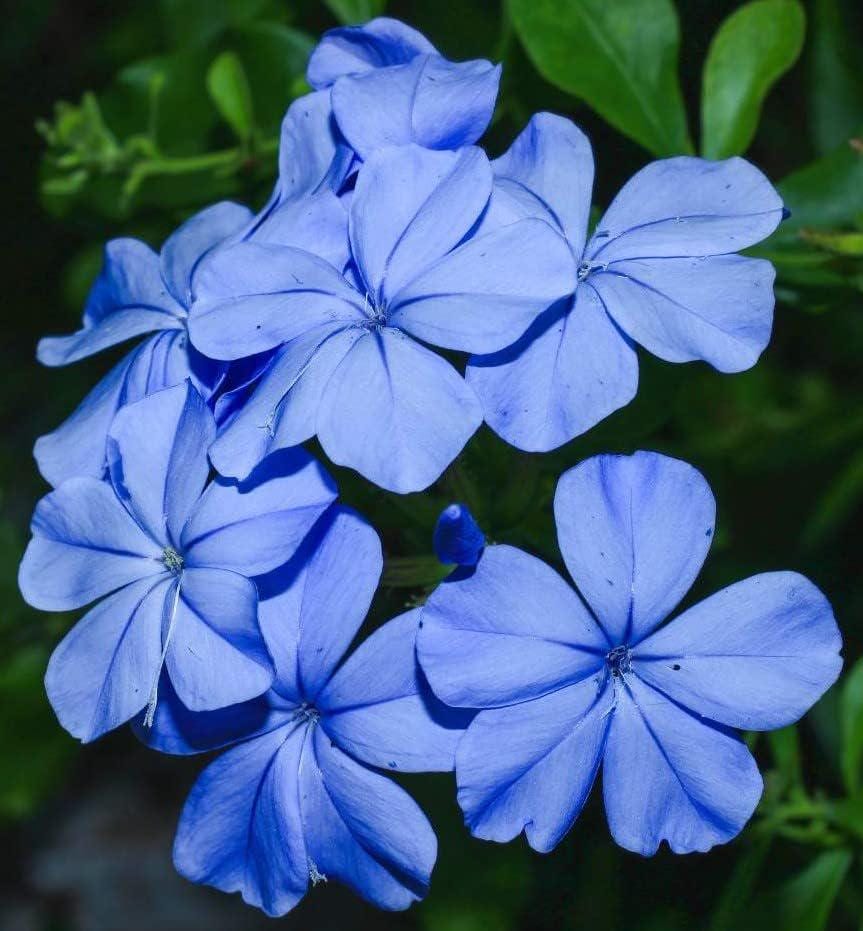 Plumbago Imperial Blue – Pack of 2 Live Starter Plants 4-6 Inches Tall – Plumbago Auriculata, Cape Leadwort, Long-Blooming Sky-Blue Flowers