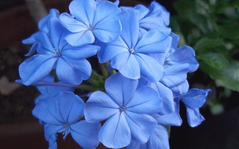 Plumbago Imperial Blue – Pack of 2 Live Starter Plants 4-6 Inches Tall – Plumbago Auriculata, Cape Leadwort, Long-Blooming Sky-Blue Flowers