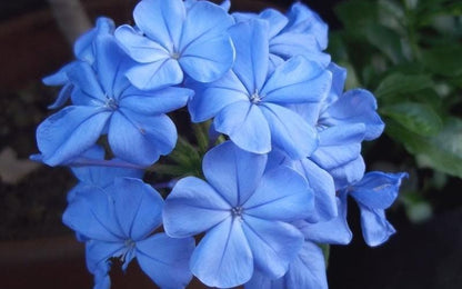 Plumbago Imperial Blue – Pack of 2 Live Starter Plants 4-6 Inches Tall – Plumbago Auriculata, Cape Leadwort, Long-Blooming Sky-Blue Flowers