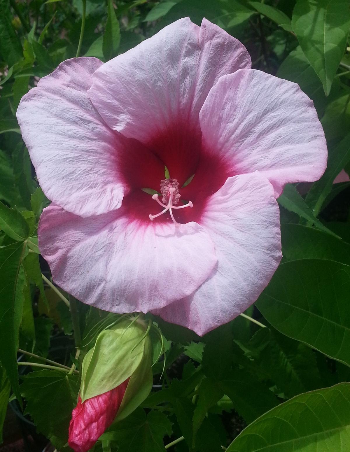 Hibiscus Lady Baltimore – Pack of 3 Live Starter Plants (4-6 Inches Tall) – Hardy Hibiscus Rose Mallow, Giant Pink Blooms