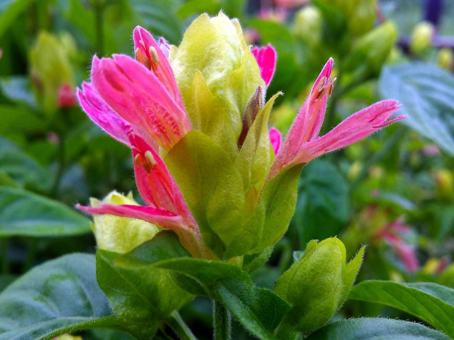 Shrimp Plant ‘Fruit Cocktail’ – Beloperone guttata - Pack of 3 Live Starter Plants (4-6 Inches Tall) – Rare Multi-Colored Blooms