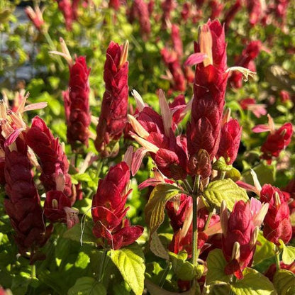 Red Shrimp Plant – Pack of 3 Live Starter Plants (4-6 Inches Tall) – Beloperone guttata, Exotic Blooms Resembling Shrimp