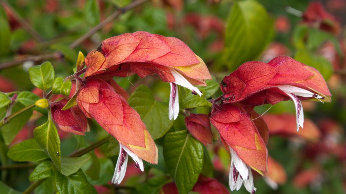 Red Shrimp Plant – Pack of 3 Live Starter Plants (4-6 Inches Tall) – Beloperone guttata, Exotic Blooms Resembling Shrimp