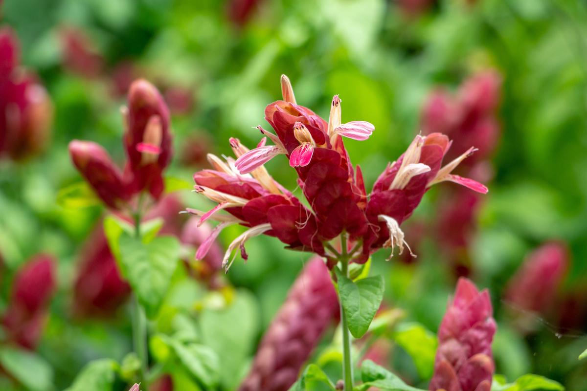 Red Shrimp Plant – Pack of 3 Live Starter Plants (4-6 Inches Tall) – Beloperone guttata, Exotic Blooms Resembling Shrimp