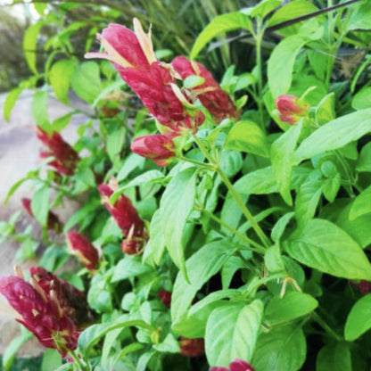 Red Shrimp Plant – Pack of 3 Live Starter Plants (4-6 Inches Tall) – Beloperone guttata, Exotic Blooms Resembling Shrimp