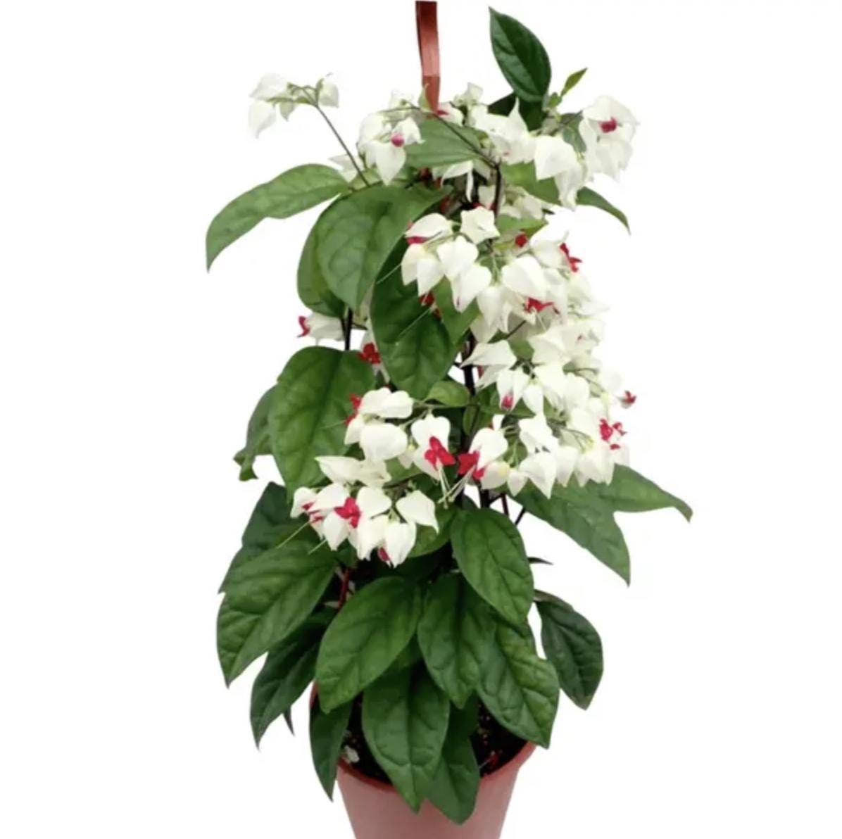 White Bleeding Heart Plant – Pack of 2 Live Starter Plants (5-9 Inches Tall) – Clerodendrum Thompsonii
