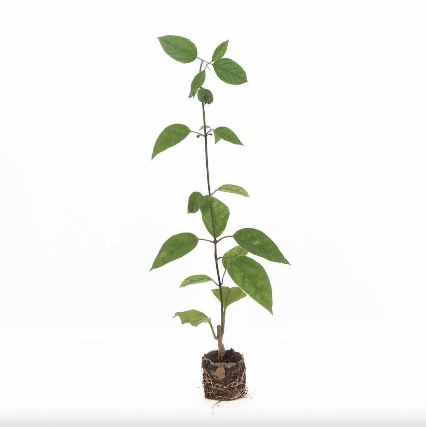 White Bleeding Heart Plant – Pack of 2 Live Starter Plants (5-9 Inches Tall) – Clerodendrum Thompsonii