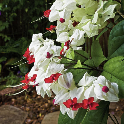 White Bleeding Heart Plant – Pack of 2 Live Starter Plants (5-9 Inches Tall) – Clerodendrum Thompsonii