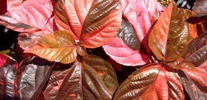 Acalypha Chenille 'Copper Plant' – Pack of 2 Live Starter Plants (4-6 Inches Tall) - Copperleaf, Fire Dragon Bush, or Jacob’s Coat