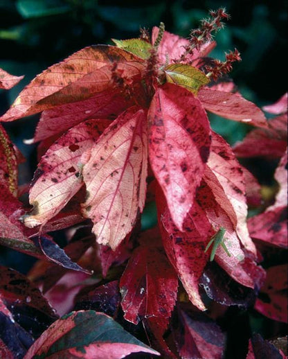 Acalypha Chenille 'Copper Plant' – Pack of 2 Live Starter Plants (4-6 Inches Tall) - Copperleaf, Fire Dragon Bush, or Jacob’s Coat