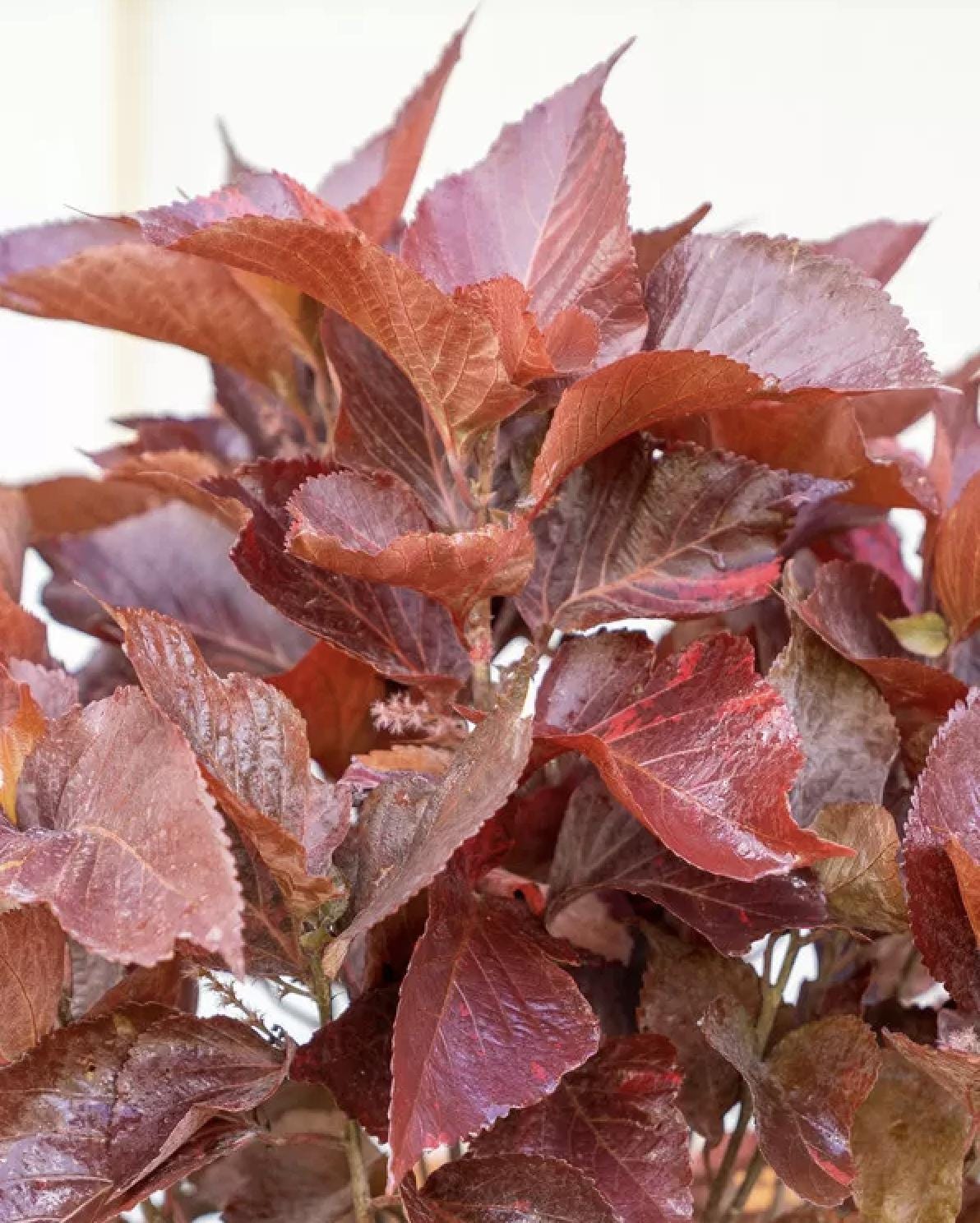Acalypha Chenille 'Copper Plant' – Pack of 2 Live Starter Plants (4-6 Inches Tall) - Copperleaf, Fire Dragon Bush, or Jacob’s Coat