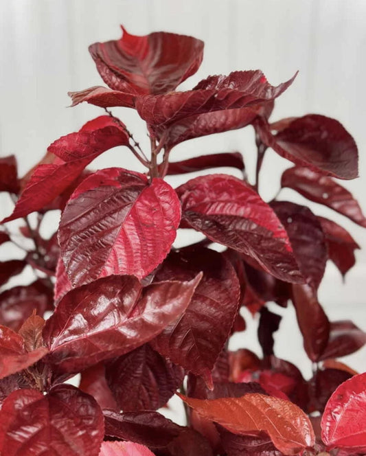 Acalypha Chenille 'Copper Plant' – Pack of 2 Live Starter Plants (4-6 Inches Tall) - Copperleaf, Fire Dragon Bush, or Jacob’s Coat