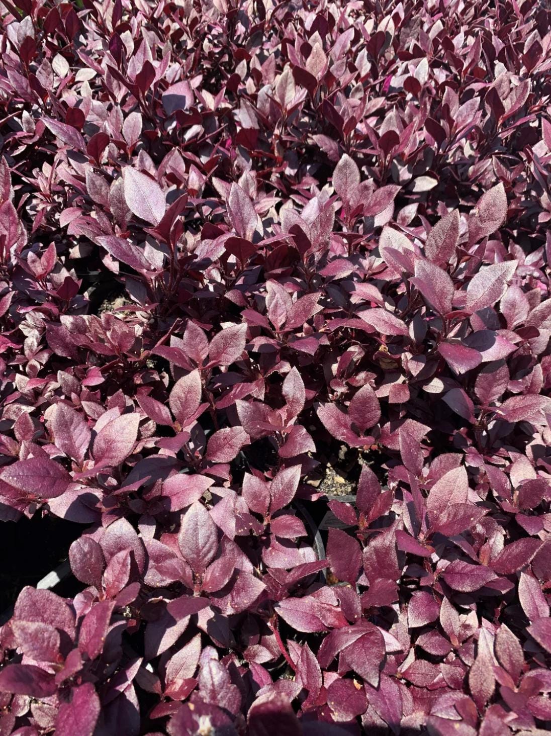 Alternanthera ‘Little Ruby’ – Pack of 2 Starter Plants (4-6 Inches Tall) – Ruby-Purple Foliage – Ideal for Borders, Patios, and Indoor Décor