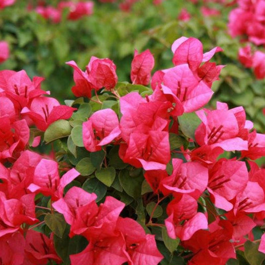 Pink Bougainvillea Plants - Live Bougainvillea Juanita Hatten Plants – Pack of 2 – Vibrant Pink Blooms – Hardy Flowering Vine