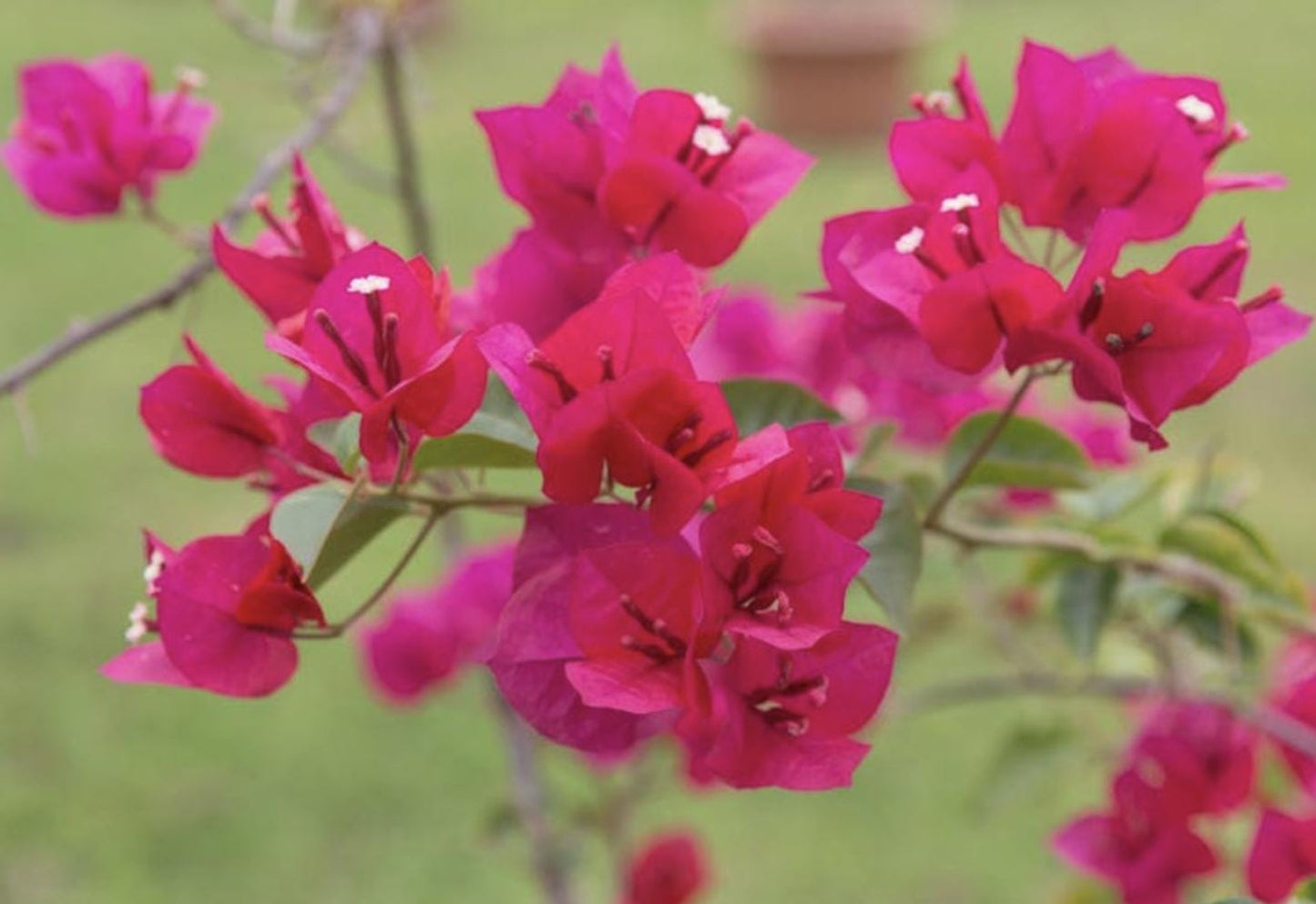 Pink Bougainvillea Plants - Live Bougainvillea Juanita Hatten Plants – Pack of 2 – Vibrant Pink Blooms – Hardy Flowering Vine