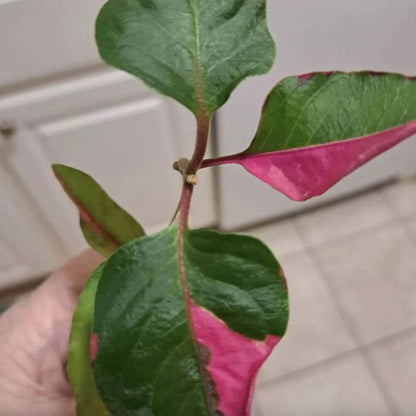 Alternanthera Party Time Joseph's Coat of Many Colors Live Plant - Alternanthera Pack of 2 - Rare Pink-and-Green Variegated Foliage