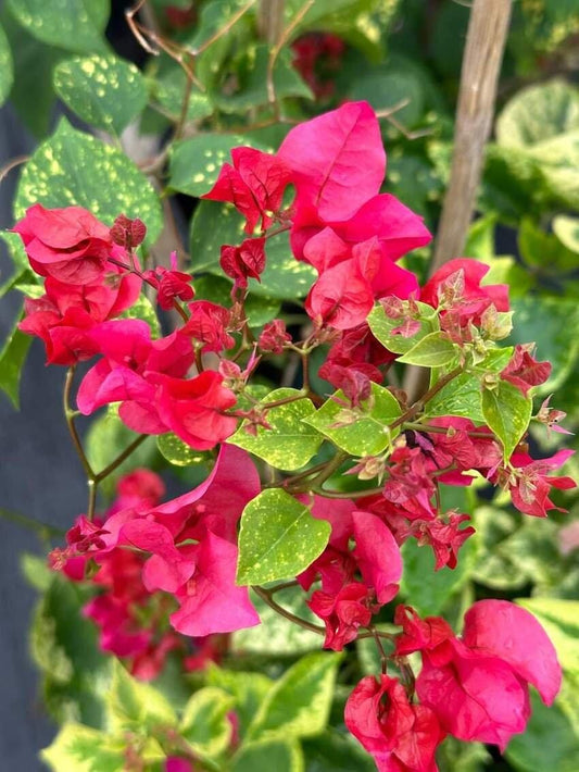 Red Bougainvillea – Pack of 2 'Double Red' Bougi Live Starter Plants (4-6 Inches Tall) – Rare Double-Bloom Variety