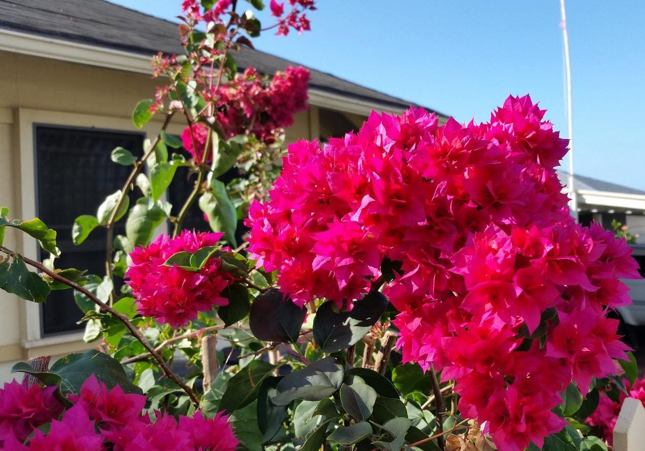 Red Bougainvillea – Pack of 2 'Double Red' Bougi Live Starter Plants (4-6 Inches Tall) – Rare Double-Bloom Variety