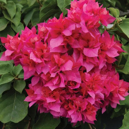 Red Bougainvillea – Pack of 2 'Double Red' Bougi Live Starter Plants (4-6 Inches Tall) – Rare Double-Bloom Variety