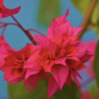Red Bougainvillea – Pack of 2 'Double Red' Bougi Live Starter Plants (4-6 Inches Tall) – Rare Double-Bloom Variety