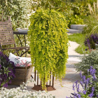 Lysimachia Goldilocks – Creeping Jenny Golden Foliage - Pack of 2 Live Starter Plants (4-6 Inches Tall) – Fast-Spreading Groundcove