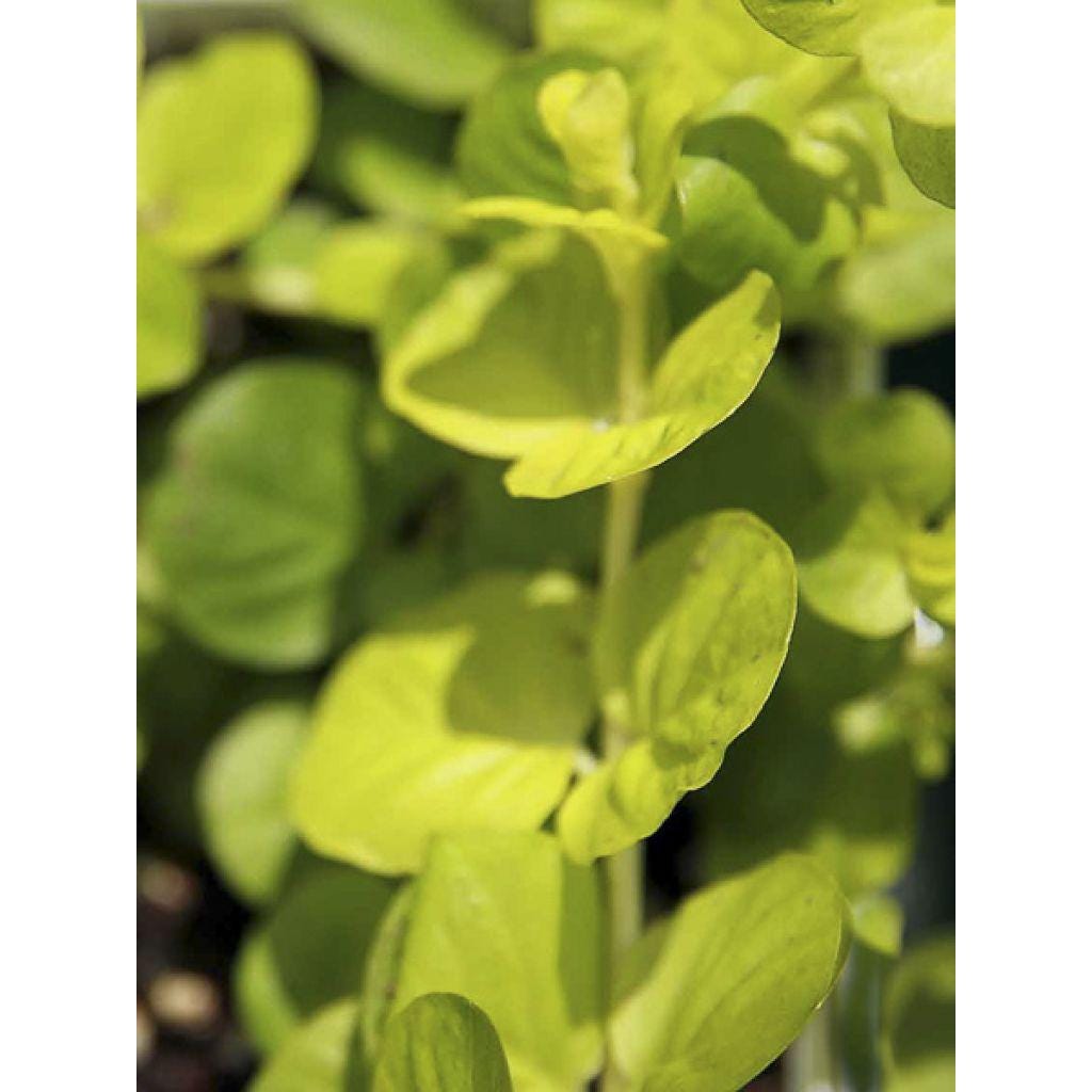 Lysimachia Goldilocks – Creeping Jenny Golden Foliage - Pack of 2 Live Starter Plants (4-6 Inches Tall) – Fast-Spreading Groundcove