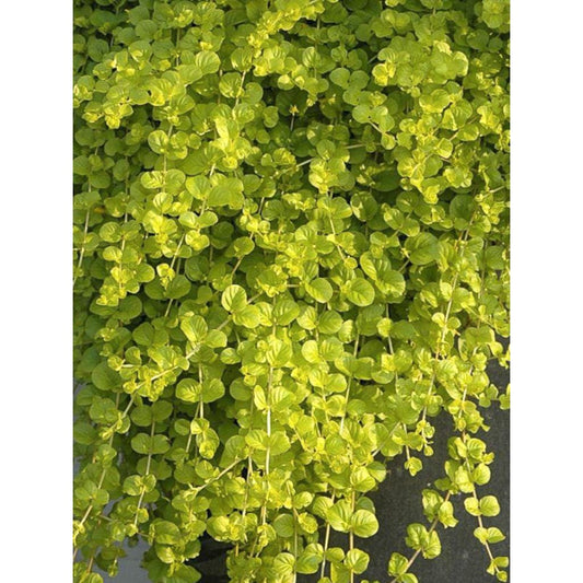Lysimachia Goldilocks – Creeping Jenny Golden Foliage - Pack of 2 Live Starter Plants (4-6 Inches Tall) – Fast-Spreading Groundcove