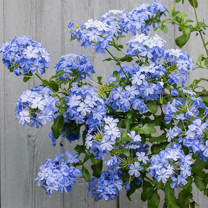 Plumbago Imperial Blue – Pack of 2 Live Starter Plants 4-6 Inches Tall – Plumbago Auriculata, Cape Leadwort, Long-Blooming Sky-Blue Flowers