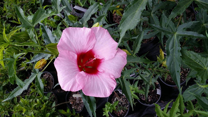 Hibiscus Lady Baltimore – Pack of 3 Live Starter Plants (4-6 Inches Tall) – Hardy Hibiscus Rose Mallow, Giant Pink Blooms