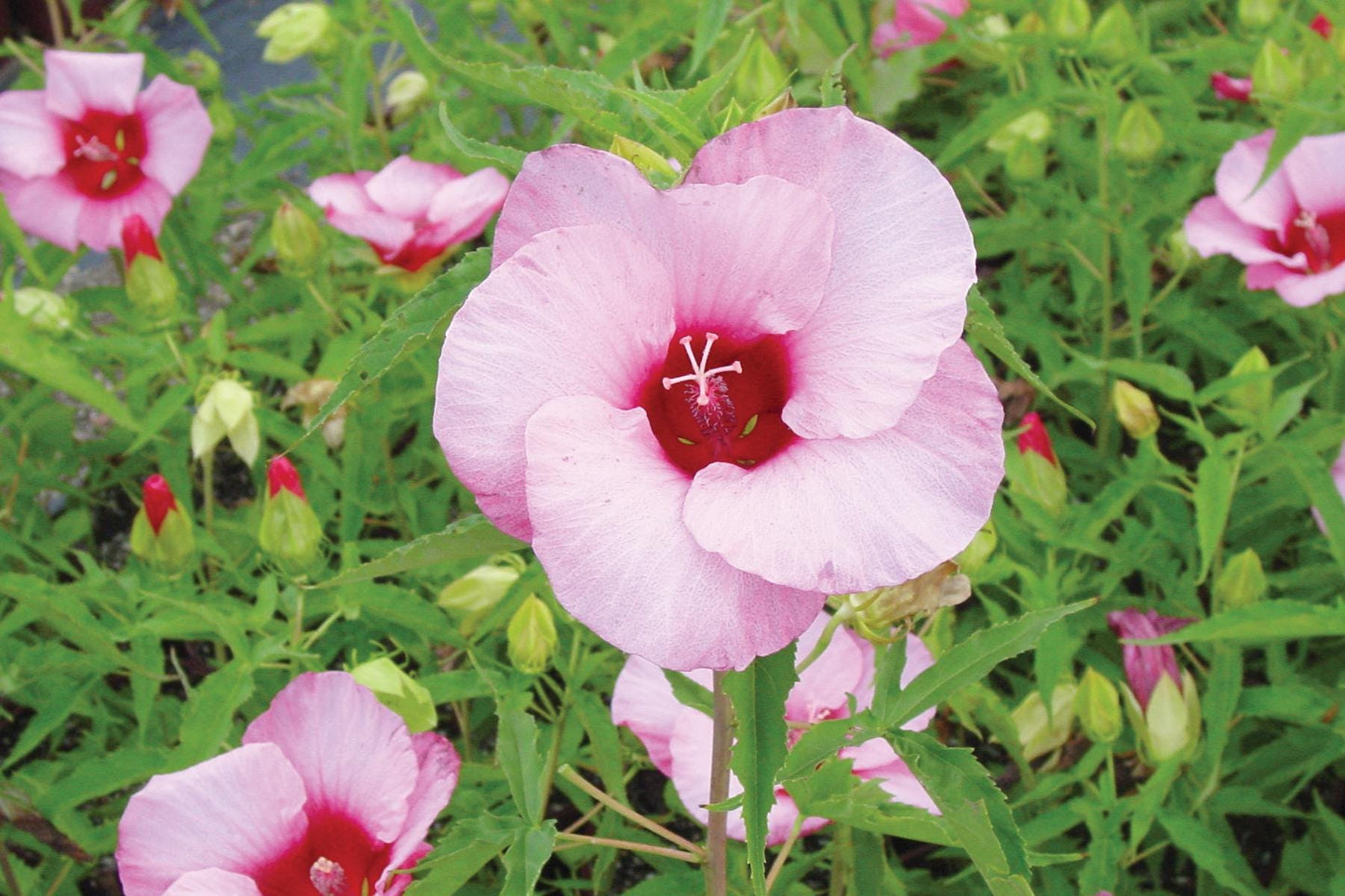 Hibiscus Lady Baltimore – Pack of 3 Live Starter Plants (4-6 Inches Tall) – Hardy Hibiscus Rose Mallow, Giant Pink Blooms