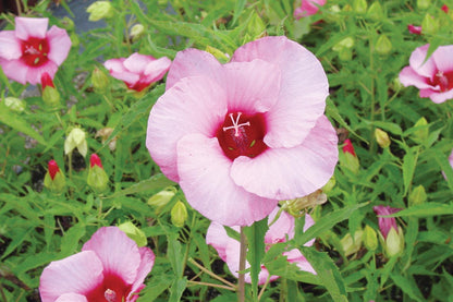 Hibiscus Lady Baltimore – Pack of 3 Live Starter Plants (4-6 Inches Tall) – Hardy Hibiscus Rose Mallow, Giant Pink Blooms