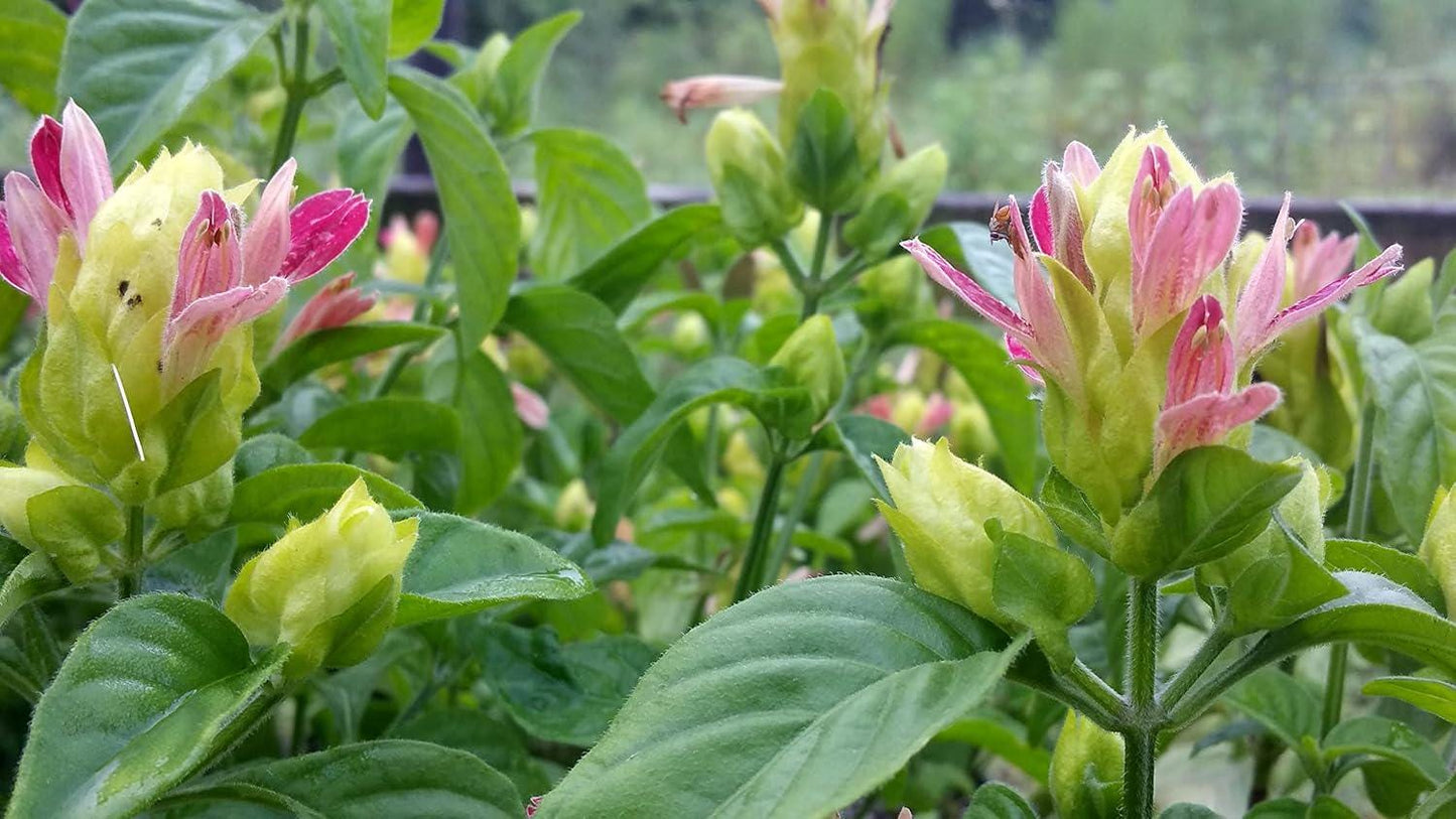 Shrimp Plant ‘Fruit Cocktail’ – Beloperone guttata - Pack of 3 Live Starter Plants (4-6 Inches Tall) – Rare Multi-Colored Blooms