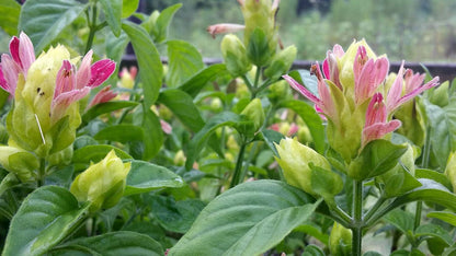 Shrimp Plant ‘Fruit Cocktail’ – Beloperone guttata - Pack of 3 Live Starter Plants (4-6 Inches Tall) – Rare Multi-Colored Blooms