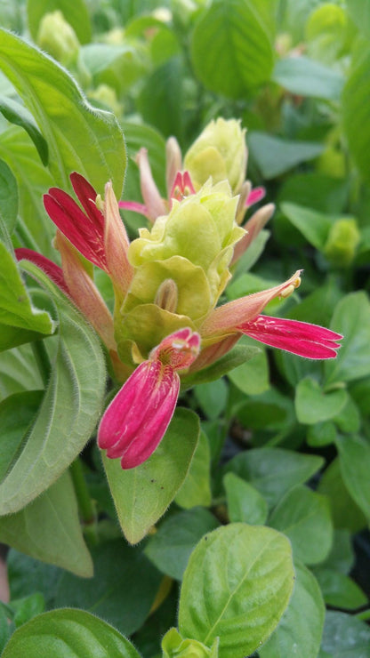 Shrimp Plant ‘Fruit Cocktail’ – Beloperone guttata - Pack of 3 Live Starter Plants (4-6 Inches Tall) – Rare Multi-Colored Blooms