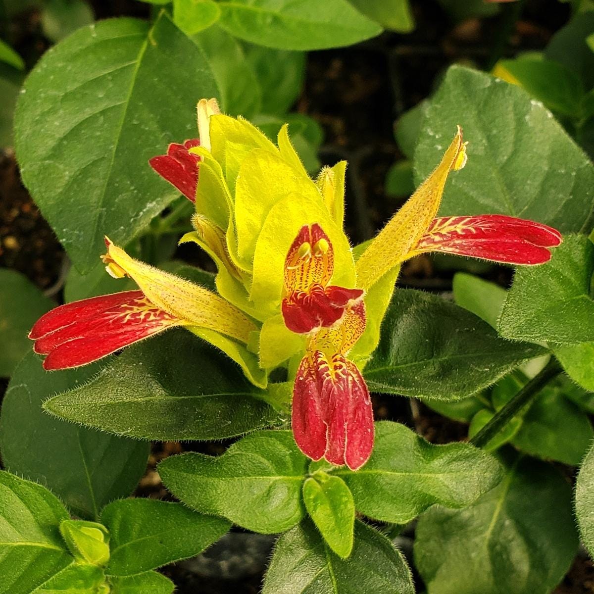 Shrimp Plant ‘Fruit Cocktail’ – Beloperone guttata - Pack of 3 Live Starter Plants (4-6 Inches Tall) – Rare Multi-Colored Blooms