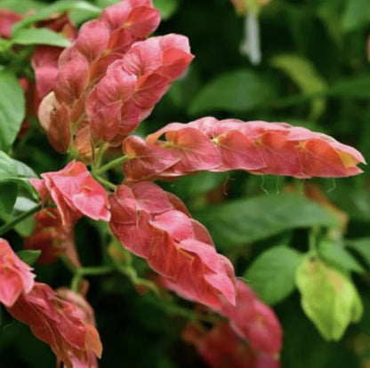 Red Shrimp Plant – Pack of 3 Live Starter Plants (4-6 Inches Tall) – Beloperone guttata, Exotic Blooms Resembling Shrimp