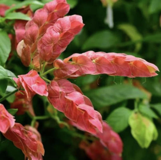 Red Shrimp Plant – Pack of 3 Live Starter Plants (4-6 Inches Tall) – Beloperone guttata, Exotic Blooms Resembling Shrimp