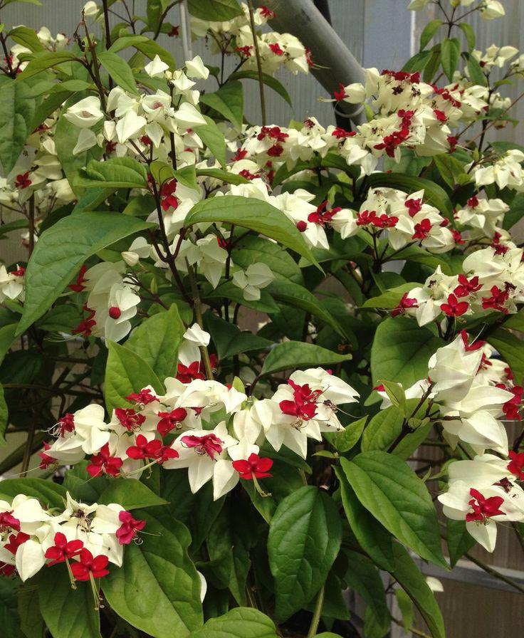 White Bleeding Heart Plant – Pack of 2 Live Starter Plants (5-9 Inches Tall) – Clerodendrum Thompsonii