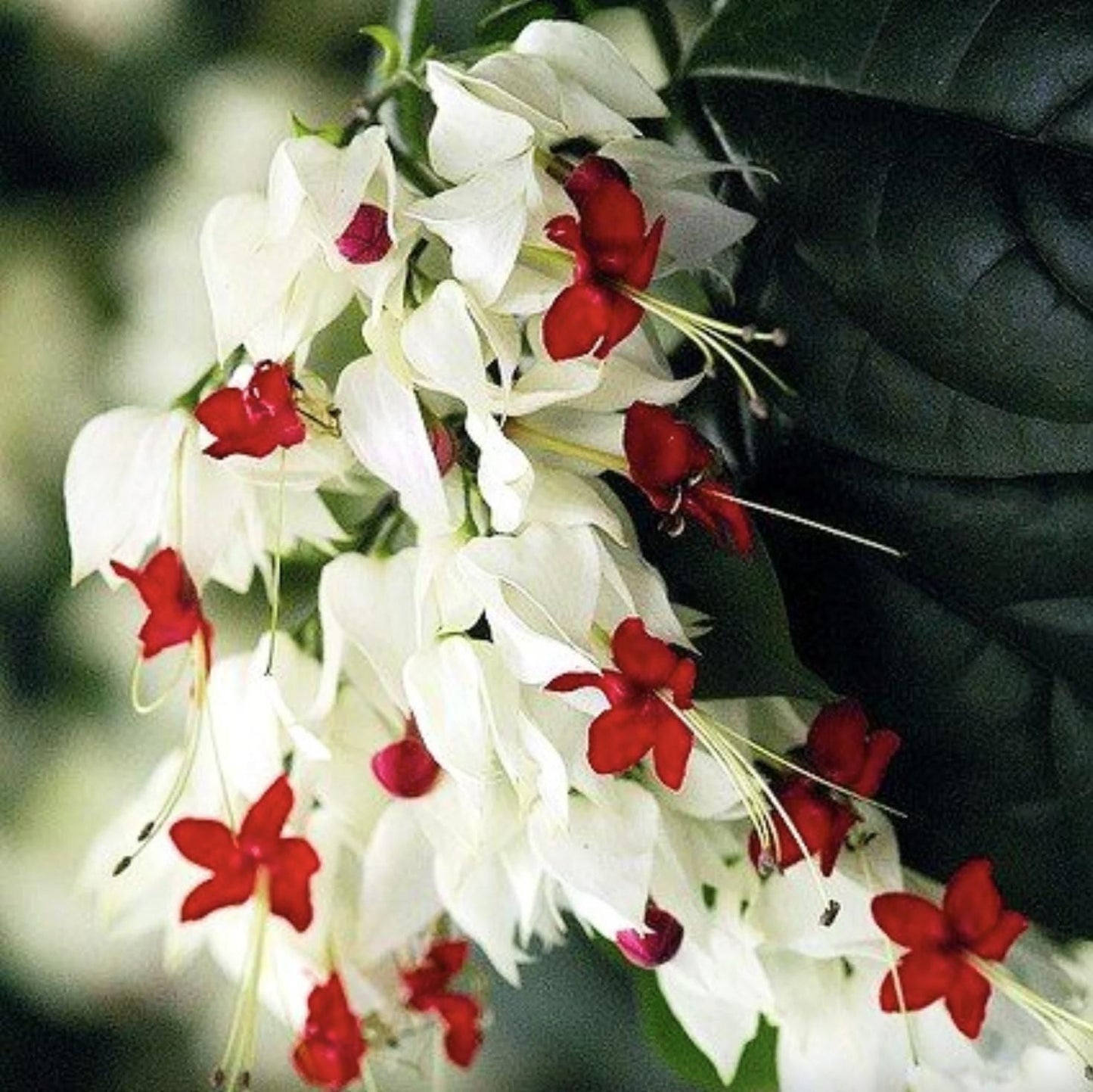 White Bleeding Heart Plant – Pack of 2 Live Starter Plants (5-9 Inches Tall) – Clerodendrum Thompsonii