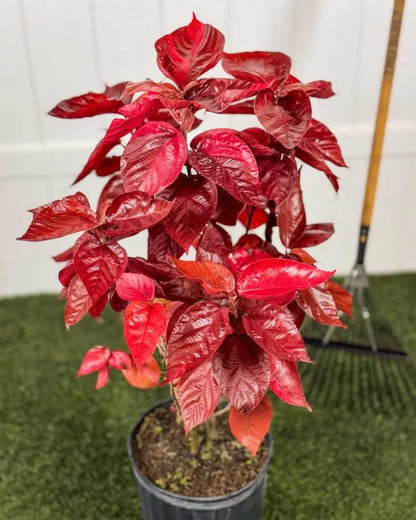 Acalypha Copper Plant 'Louisiana Red' (Jacob's Coat) 5-9" Live Plants - 2-Pack - Vibrant Bronze Foliage Fast Growing Zone 10-11
